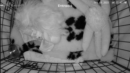 5-10-25 zoek de slapende Gio op zijn nieuwe vetbed